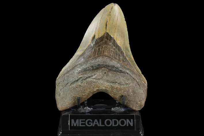 Giant, Fossil Megalodon Tooth - North Carolina #124559